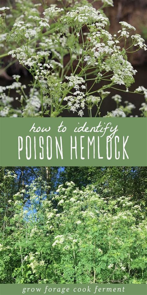 Poison Hemlock How To Identify And Potential Look Alikes