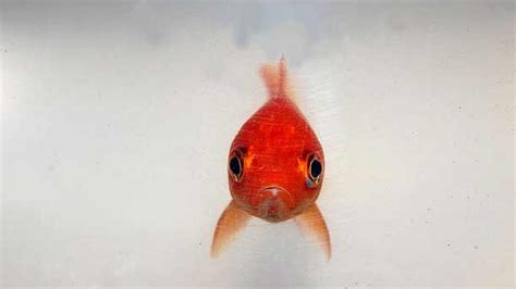 Glum Goldfish Snap Up For Rspca Young Photographer Award Mirror Online