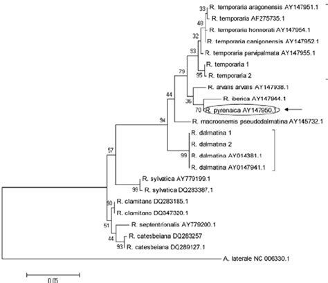 Maximum Likelihood Phylogenetic Tree Of S Partial Coding Sequences Of