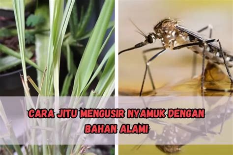 CUKUP PAKAI INI Cara Jitu Mengusir Nyamuk Dengan Bahan Alami Dijamin