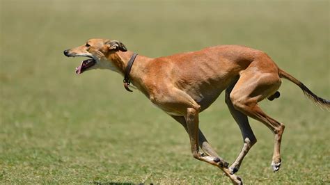 Greyhound Tout Savoir Sur Cette Race De Chien