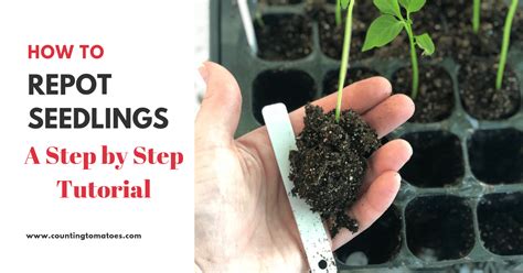 How To Repot Seedlings Into Bigger Containers Counting Tomatoes