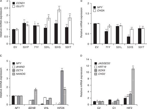 Figure From In Vivo And In Vitro Oncogenic Effects Of Hif A Mutations