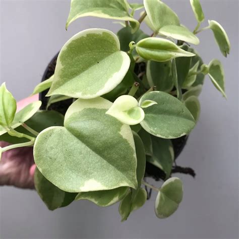 Peperomia Scandens Variegata Special Plants Nelumbogarden