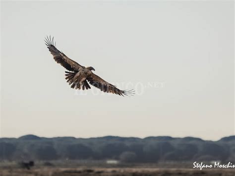 Rarissimo Avvistamento Sulla Diaccia Botrona Fotografata Un Aquila