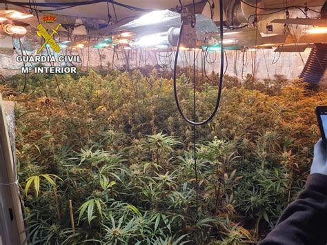 En Un Pueblo De Toledo Detenidos Y Plantas De Marihuana