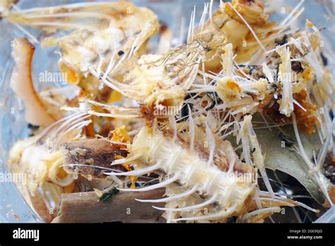 A Small Pile Of Fish Bones And Leftover Food In Close Up Food Waste