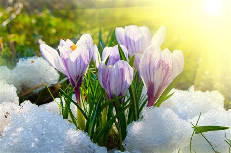 Why Snow is Good for Spring Bulbs - Longfield Gardens