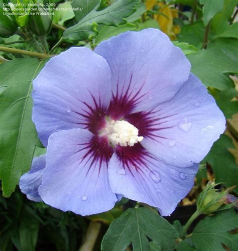 Plantfiles Pictures Hibiscus Rose Of Sharon Shrub Althea Blue Bird Hibiscus Syriacus By