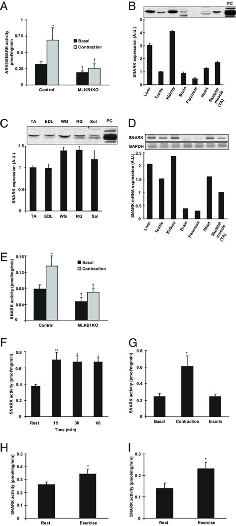 SNARK Expression And Activity In Mouse And Human Skeletal Muscle A