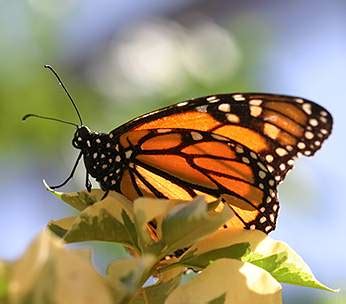 Monarch butterflies on flowers |Funny Animal