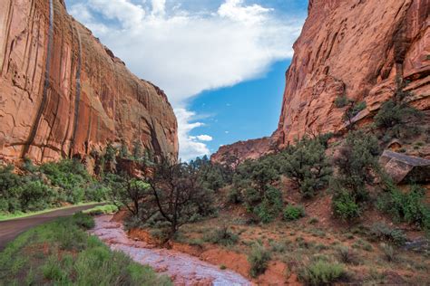 Oldest Ever Vertebrate Fossil Footprints Found At Grand Canyon Are