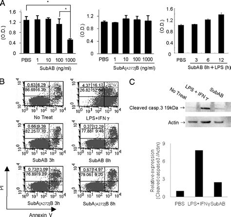 Pdf A Subcytotoxic Dose Of Subtilase Cytotoxin Prevents