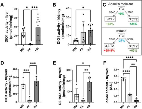 Comparison Of Deiodinase Activity In Mice Ansells Mole Rats And