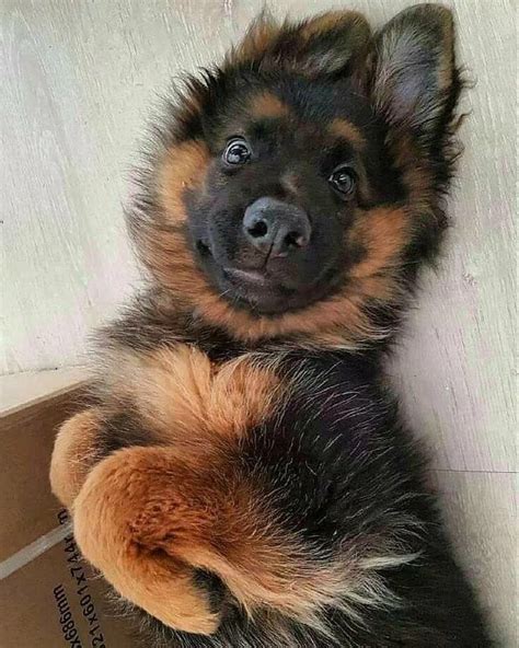 Shepherd Puppy щенок счастье German Shepherd Pictures German