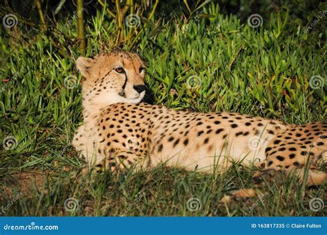 A Cheetah Lying Down At Kragga Kamma Game Park South Africa Stock