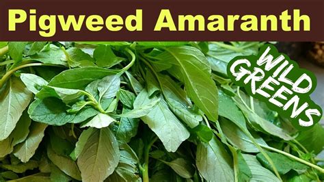 Garden Weeds You Can Eat - Pigweed Amaranth - YouTube