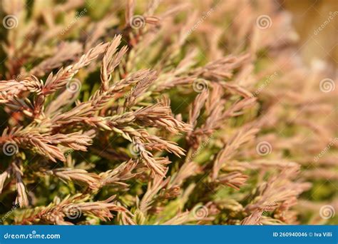 Golden Tuffet Arborvitae Stock Photo Image Of Tuffet 260940046