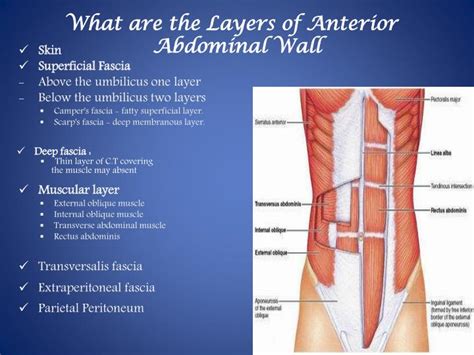 Ppt Abdominal Wall Powerpoint Presentation Id 3081617