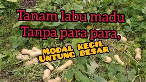 Budidaya Labu Madu F Tanpa Para Para Tanamansubur Petani