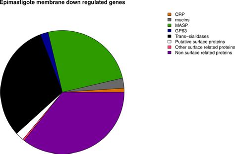 Transcriptomic Analysis Reveals Metabolic Switches And Surface