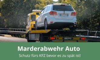 Marder Im Auto Beste Ma Nahmen F R Marderschutz Und Marderabwehr