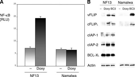 The Kshv Encoded Flip Induces Nf B And Expression Of Nf Bregulated