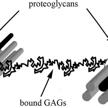 Three-dimensional reconstruction of collagen fibrils in rat tail tendon... | Download Scientific ...