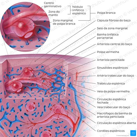Qual A Funcao Do Baco - Anatomia Do Baco