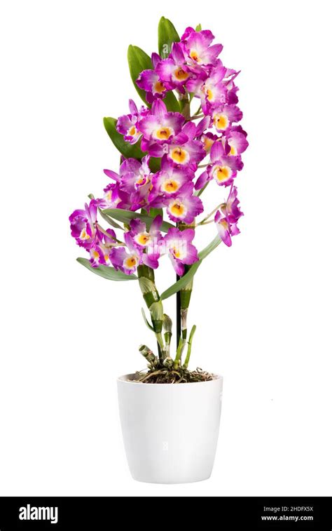 Orchid Potted Plant Dendrobium Orchids Potted Plants Dendrobiums