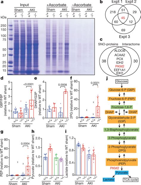 Pkm2 Is A Major Locus Of Regulation By The Sno Coascor System A