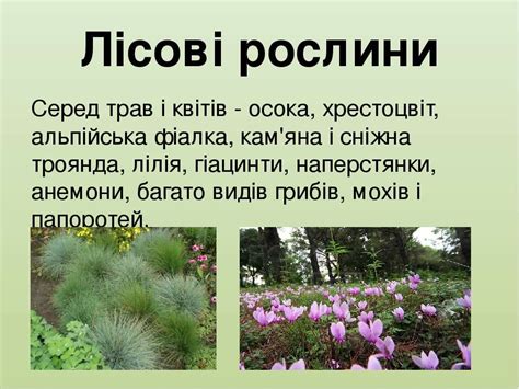Рослини Італії - презентація з географії