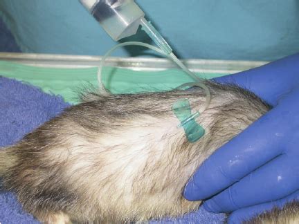 Ferret Receiving Subcutaneous Fluids Using A Butterfly Catheter