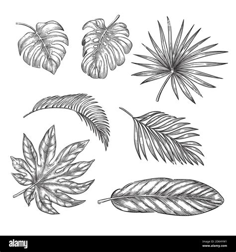 Tropical Palm Leaves Set Vector Sketch Illustration Hand Drawn Tropic