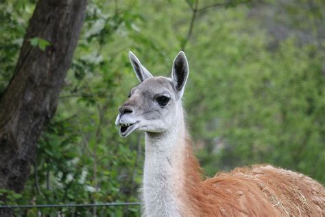 Guanaco 1080p 2k 4k 5k Hd Wallpapers Free Download Wallpaper Flare