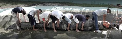 Biological Marginalia — Measuring Lolong, the largest crocodile ever held...