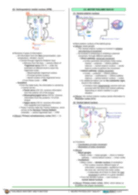 Solution Neurology Physiology Thalamus Anatomy And Function Studypool