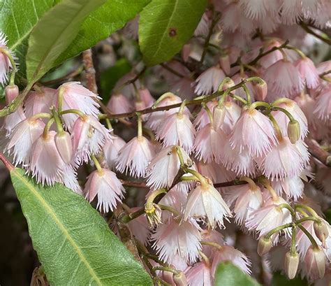 Elaeocarpus Reticulatus Prima Donna For Those Reading Th Flickr