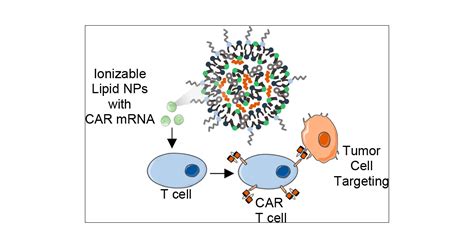 Ionizable Lipid Nanoparticle Mediated Mrna Delivery For Human Car T