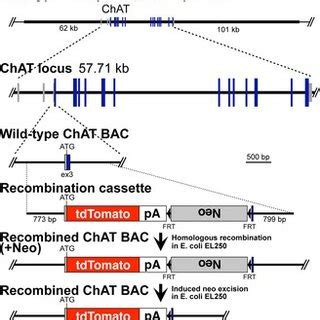 Schematic Drawing Of The ChAT TdTomato Construct The ChAT BAC Clone