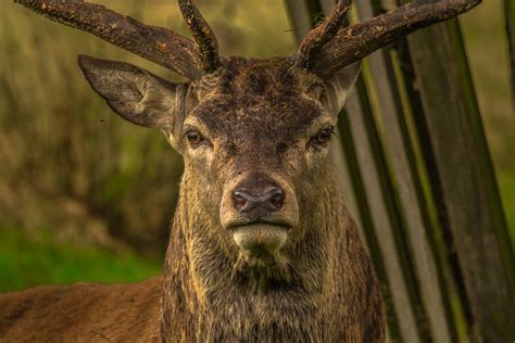 Fotos Gratis Fauna Silvestre Ciervo Cuerno Mam Fero Vertebrado