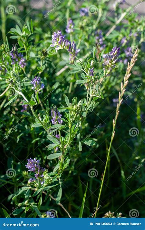 Alfalfa Plant Medicago Sativa Isolated On White Background Alfalfa