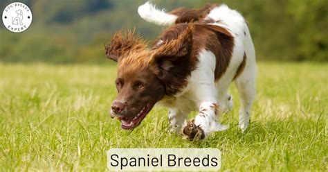 21 Types Of Spaniel Breeds