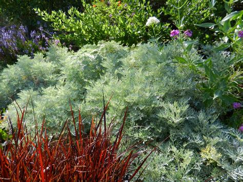 Artemisia 'Powis Castle' soft and silvery | Low water plants ...