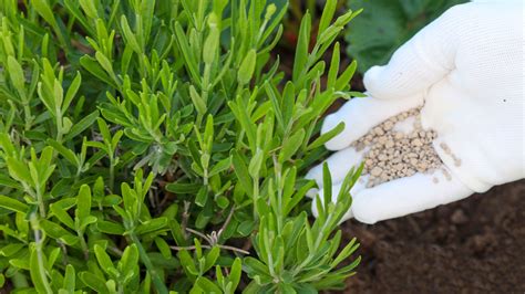 Why Is My Lavender Wilting Epic Gardening