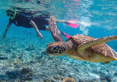 Fly By Photographer Johan Lolos Went Swimming With Turtles On Lady