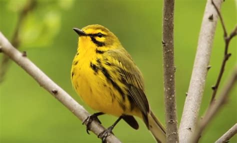 17 Types Of Warblers In Florida: You Must Know About