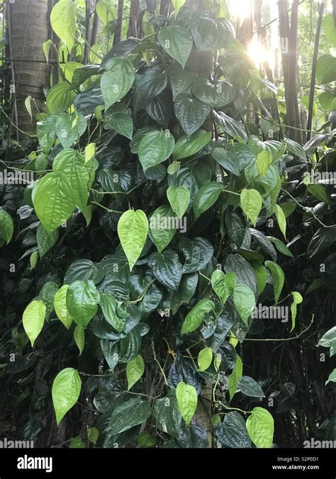 Betel Leaf Hi Res Stock Photography And Images Alamy