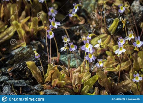 Butterwort Da Planta Carn Vora Em Rochas Serpentinas Em Gr Cia Foto De