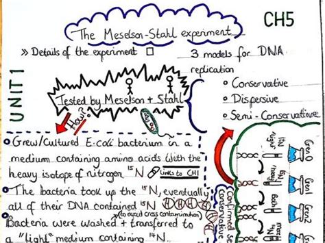 Meselson-Stahl experiment- AS/A Level Biology | Teaching Resources